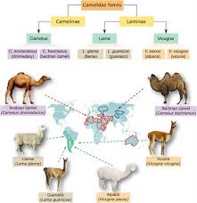Camels do not have hooves. Frontiers Cellular And Molecular Adaptation Of Arabian Camel To Heat Stress Genetics