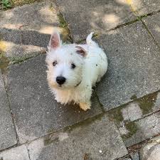 They are very intelligent and love human companionship. Me And The Moss Westie Westhighlandterrierofinstagram Westhighlandterrier Westhighlandwhiteterri West Highland Terrier West Highland White Terrier Westies