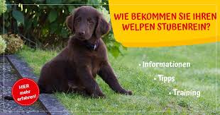 Das kann ganz unterschiedliche gründe haben. Wie Bekommen Sie Ihren Welpen Stubenrein