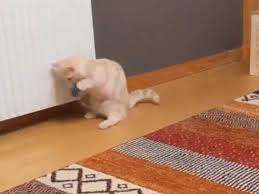 Maybe you would like to learn more about one of these? Expressive Cat Utterly Bamboozled By Butt Scooting Corgi Grape Japan