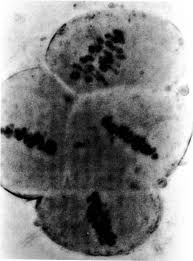 Image result for Cassytha pondoensis