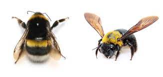 Carpenter bee likes the bamboo field , and pine tree forest. Bumble Bees Vs Carpenter Bees Beehivehero