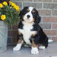 Her dad is a blue merle miniature…. Miniature Bernese Mountain Dog Puppies For Sale Greenfield Puppies Miniature Bernese Mountain Dog Bernese Mountain Dog Puppy Bernese Mountain Dog