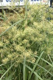 Image result for Courtoisina cyperoides