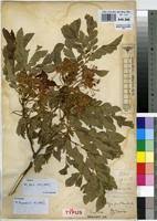 Image result for Albizia grandibracteata