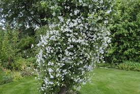 Image result for Lankesteria alba