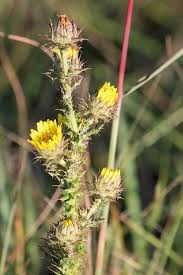 Image result for Nidorella auriculata