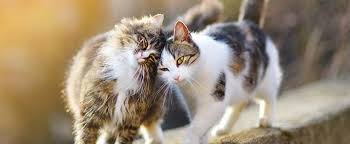 What causes distemper in cats? Cat Dog Vaccinations In Laurel Md Lakeside Vet Center