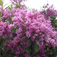 Image result for Syringa prestoniae