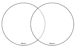 Some of the worksheets displayed are amoeba sisters video recap amoeba sisters meiosis answer key pdf amoeba sisters video recap introduction to cells. Https Www Amoebasisters Com Uploads 2 1 9 0 21902384 Video Recap Of Meiosis By Amoeba Sisters Updated Pictures Pdf