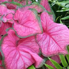 Top Shade Loving Plants Outdoortheme Com Garden Flowers Perennials Flowers Perennials Rare Flowers