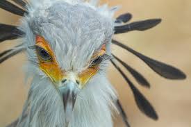 Check spelling or type a new query. San Diego Zoo Safari Park Lashes Snake Snack Snakes Are The Secretary Bird S Favorite Meal Their Scientific Name Sagittarius Serpentarius Even Means Archer Of Snakes Facebook