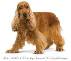 English Cocker Spaniel English Cocker Spaniel English Cocker Cocker Spaniel