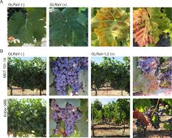 Image result for Grapevine leafroll virus