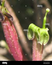 Image result for Tapinanthus