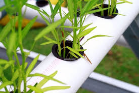 Pembayaran mudah, pengiriman cepat & bisa cicil 0%. Cara Menanam Kangkung Hidroponik Petani Digital