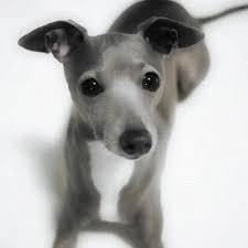 Tina Italian Greyhounds Italian Greyhound Unique Dog Breeds Beautiful Dogs