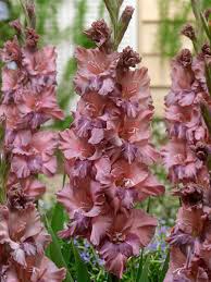Image result for Gladiolus brachyphyllus
