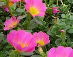 Image result for Portulaca oleracea