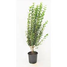 Image result for ligustrum ovalifolium