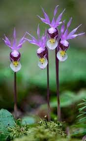 flower orchidacee fiori esotici fiori orchidea