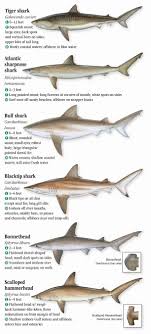 Gulf Of Mexico Fish Chart Gulf Of Mexico Fish Chart