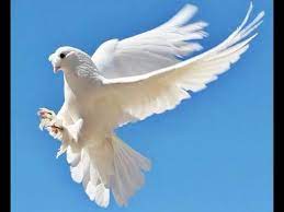guvercin gubresi ilanlari guvercin gubresi genelde guvercin yetistiriciler tarafindan toplanip satisa sunularak bircok bitki sebze agac y gubre hayvan galeri