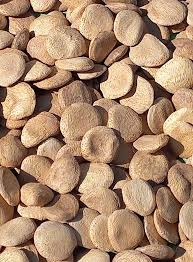 Image result for Telfairia pedata