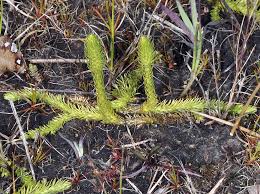 Image result for Lycopodiella caroliniana