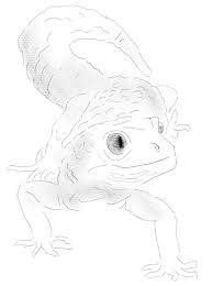 Black And White Leopard Gecko Drawing Pin Op The Drawing Crew