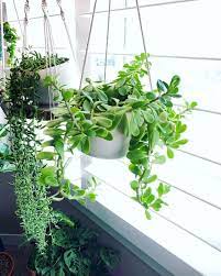 Namun, tidak semua jenis bunga dapat ditanam dalam pot gantung. 10 Tanaman Hias Gantung Daun Kecil Cocok Buat Indoor Dan Outdoor