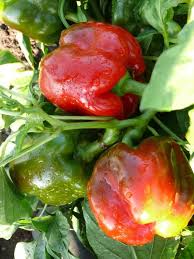 Stilleben zeichnen gesichter zeichnen stillleben zeichnen lernen malen und zeichnen zeichenkunst malerei kugelschreiber zeichnung zeichenunterricht. Roter Paprika Savio F1
