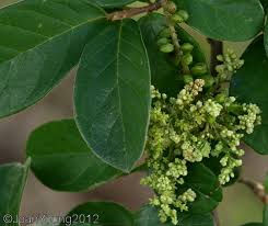 Image result for Antidesma venosum