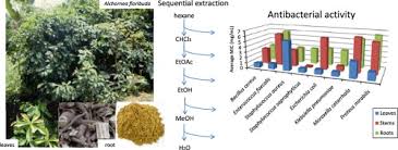 Image result for Alchornea hirtella
