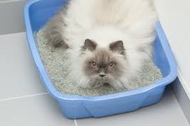 My Cat Has Diarrhea What Do I Do