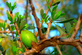 Image result for Sapotaceae