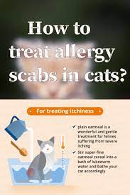 How To Treat Allergy Scabs In Cats Cat Food Cat Food Allergy Cat Allergies