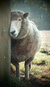 Sheepishly In Colour Baby Animals Animals Cute Baby Animals