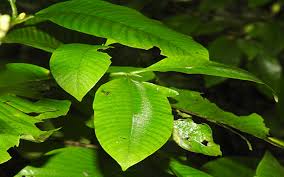 Image result for Gardenia resinifera