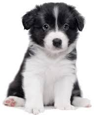 Why buy a border collie puppy for sale if you can adopt and save a life? Border Collie Puppies For Sale In Oregon Or Purebred Border Collies Puppy Joy