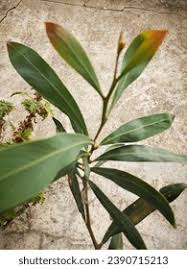 Image result for Sapium