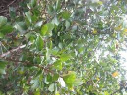 Image result for Hugonia platysepala