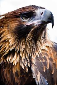 Bird With Big Eyes Name Its Official Our New Male Wedge Tailed Eagle Has A Name And That Name Is George As A Principal Partner Of Tar Wedge Tailed Eagle Pet Birds Animals Beautiful