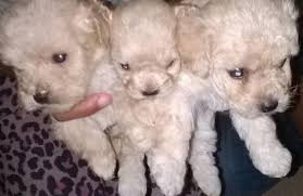 bichon poodle mix puppies in