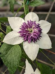 Image result for Clematis