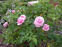 Check spelling or type a new query. Belinda Dream Rose