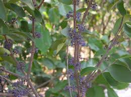 Image result for Memecylon myrianthum