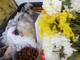 Our pets tend to die during our own lifetimes, but this teaches us the sadness of death, the truth of impermanence, and the value of life. Pets In Peace Malaysia Pets Cremation Services