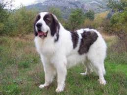 See full list on dogzone.com Bucovina Shepherd Dog Breed Information All You Need To Know Dog Product Picker