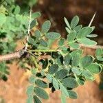 Image result for Acacia permixta